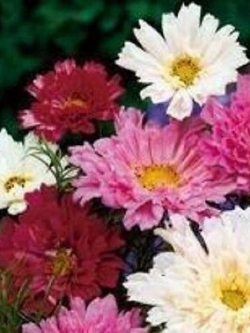 ดาวกระจายซ้อน (Cosmos - Double Click) คละสี / 20 เม็ด (UK)