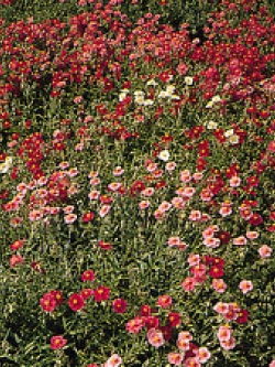 ร็อคโรส (Rock Rose) คละ / 300 เม็ด (UK)