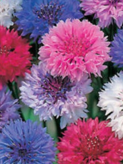 คอร์นฟลาวเวอร์ (Cornflower) คละสี / 1,000 เม็ด*