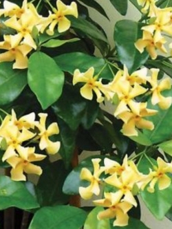 มะลิเลื้อย หรือมะลุลี สีเหลือง / 10 เม็ด (นอก)