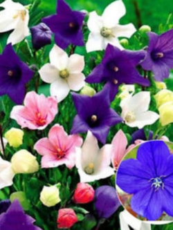 บอลลูน ฟลาวเวอร์ (Balloon Flower) / 100 เม็ด (UK)