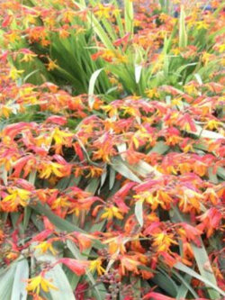 โครคอสเมียร์ หรือไอริชสีส้ม (Crocosmia) / 25 เม็ด (UK)