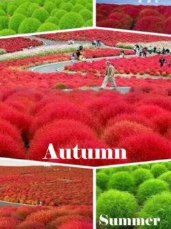 หญ้ากอเชีย หรือพุ่มไม้เพลิง (Burning Bush) / 2,800 เม็ด (UK)*