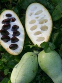 พอว์พอว์ (Paw Paw Fruit) / 2 เม็ด (China)