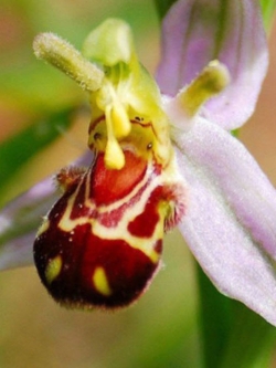 กล้วยไม้ผึ้ง (Bee Orchid) / 50 เม็ด