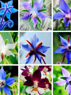 โบราจ (Borage / Borago Officinalis) คละ / 10 เม็ด
