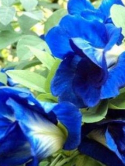 อัญชัน สีน้ำเงิน ซ้อน / 15 เม็ด (P2S)