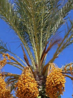 อินทผลัม พันธุ์เมดจูล (Medjool) / 5 เม็ด (นอก)