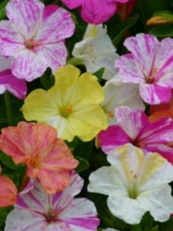 บานเย็น คละสี / 18 เม็ด (Ukraine)