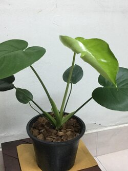 ต้นมอนสเตอร่า ไจแอนท์ (L) / ต้น