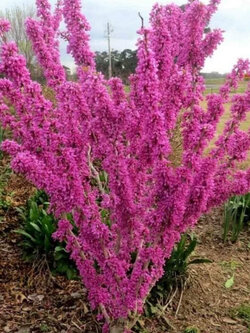 ต้นเรดบัด ขนาดใหญ่ ลำต้น 2 ซ.ม.พร้อมติดดอกได้เลย เลือกต้นได้