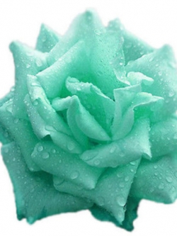 กุหลาบดอกสีฟ้า / 200 เม็ด