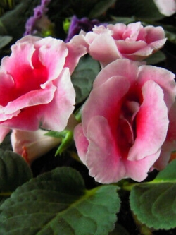 แอฟริกันไวโอเล็ต (African violet) ชมพู / 100 เม็ด (นอก)
