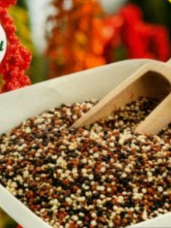 ควินัว (Quinoa) คละสี / 100 เม็ด (Australia)