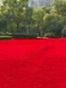 หญ้าฟาง (Fescue grass) สีแดง / 500 เม็ด