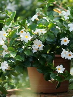 บานบุรีขาว ต้นเตี้ย / 50 เม็ด