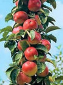 แอปเปิ้ลบอนไซ (Apple Bonsai) / 20 เม็ด