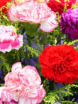 คาร์เนชั่น (Carnation) คละสี / ซอง 30 เม็ด (J006)