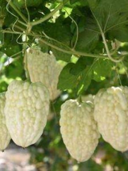 มะระขาวจีน (Chinese White Balsam pear) / 5 เม็ด (China)