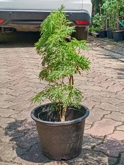 ต้นเล็บครุฑทอดมัน หรือครุฑตรี กระถาง 8 นิ้ว สูง 30-50 ซ.ม. / ต้น