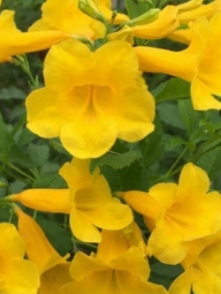 ต้นทองอุไร สีเหลือง เพาะเมล็ด สูง 20-30 ซ.ม. / ต้น