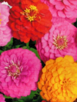 บานชื่น คละสี ซอง 50 เม็ด (A038)