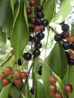 เชอร์รี่ดำ (Black Cherry / Late Cherry) / 10 เม็ด (France)*