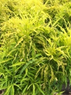 ต้นเล็บครุฑฝอย กระถาง สูง 30 - 50 ซ.ม. / ต้น