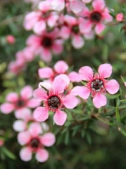 มานูก้า ชมพู (Pink Manuka) / 100 เม็ด (New Zealand)*