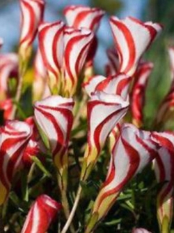 อ็อคซาลิส (Oxalis Versicolor) / ซอง 100 เม็ด (S058)