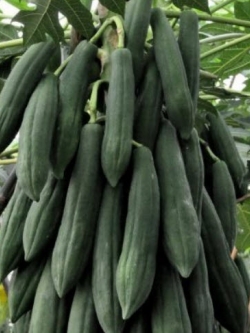 ต้นกล้ามะละกอพันธุ์ครั่ง สูง 10-20 ซ.ม. / ต้น