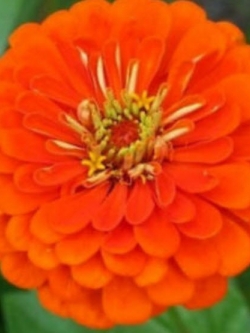 บานชื่น (Zinnia Queen) สีส้ม / 50 เม็ด (Ukraine)
