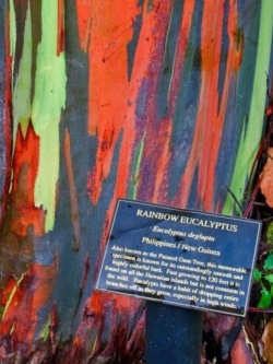ยูคาลิปตัส แฟนซีฮาวาย (Hawaii Rainbow Eucalyptus) / 25 เม็ด (นอก)