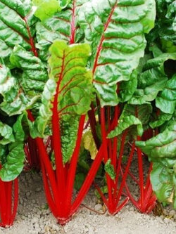 สวิสชาร์ต รูห์บับ (Swiss Chard Rhubarb) แดง / 550 เม็ด (UK)*