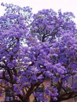 (ขายส่ง) พอโลเนีย (Paulownia tomentosa) หรือเจ้าหญิง / 5,000 เม็ด (USA)