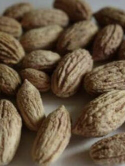 มะกอกโอลีฟ (Olive / Olea europaea) / 4 เม็ด (Turkey) *