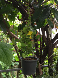 ต้นจันทร์กระจ่างฟ้า กระถาง 8 นิ้ว / ต้น