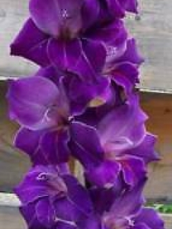 แกลดิโอลัส (Gladiolus) สีม่วง ดอกใหญ่ / 100 เม็ด