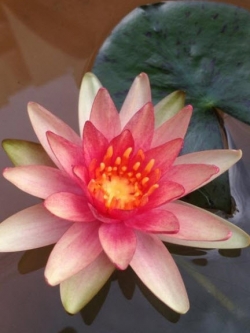 บัวจิ๋ว ลิทเติ้ลชู / 40 เม็ด