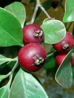 ต้น ฝรั่งสตรอเบอรี่ สีแดง เพาะเมล็ด สูง 30-40 ซ.ม.