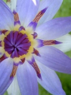 บัวจิ๋ว ดอกเล็ก สีฟ้าอมม่วง / 40 เม็ด