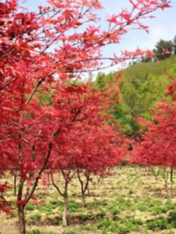 เมเปิ้ลญี่ปุ่น (Japanese Maple) สีแดง / 30 เม็ด
