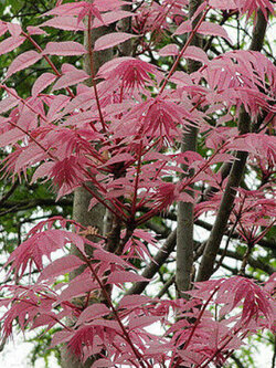 มะฮ็อกกานีจีน (Chinese Mahogany) / 10 เม็ด (Australia)