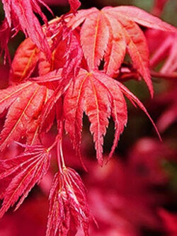 เมเปิ้ลญี่ปุ่น Beni Maiko / 20 เม็ด