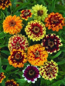 บานชื่น (Zinnia Persidskiy Kover) คละ / 100 เม็ด (Ukraine)