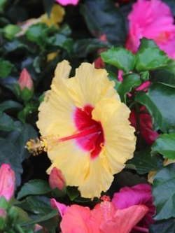 โรส ออฟ ชารอน (Rose of Sharon) เหลือง / 50 เม็ด