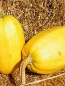 ฟักทองสปาเก็ตตี้ (Spaghetti Pumpkin) / 5 เม็ด (Hungary)