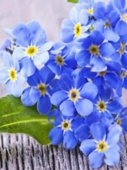ฟอร์เก็ตมีน็อท (Forget Me Not) สีฟ้า / 50 เม็ด (China)