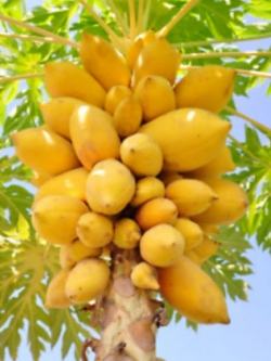 มะละกอเหลืองทอง ก้านเหลือง / 5 เม็ด (ไทย)