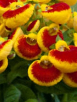 คาลซีโอลาเรีย (Calceolaria / Slipper flower) คละ / 100 เม็ด (UK)